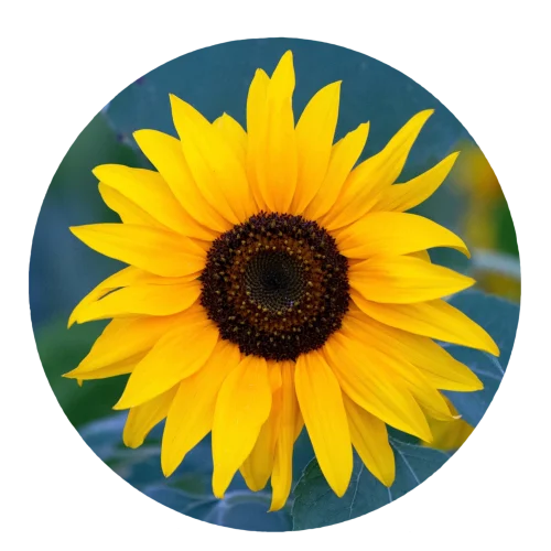 Sommernachtsträume Logo